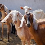 Berapa Usia Kambing Ideal Untuk Aqiqah ?